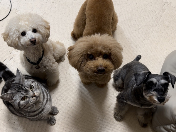 モデル犬卒業後、里親さん宅での様子♪～リアンちゃん～